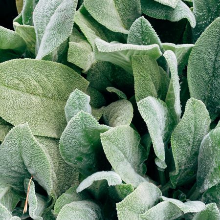 pexels-larissa-farber-9379213