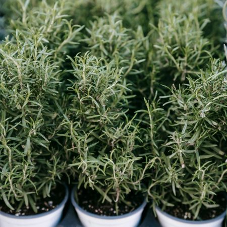 pexels-uriel-mont-6280436